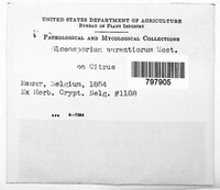 Colletotrichum gloeosporioides image